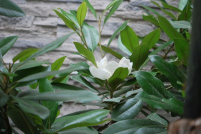 Magnolia grandiflora - šácholan velkokvětý (poupě) (2)